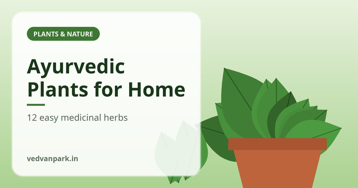 12 Ayurvedic Medicinal Plants for Your Home Garden in India (2026 Growing Guide)