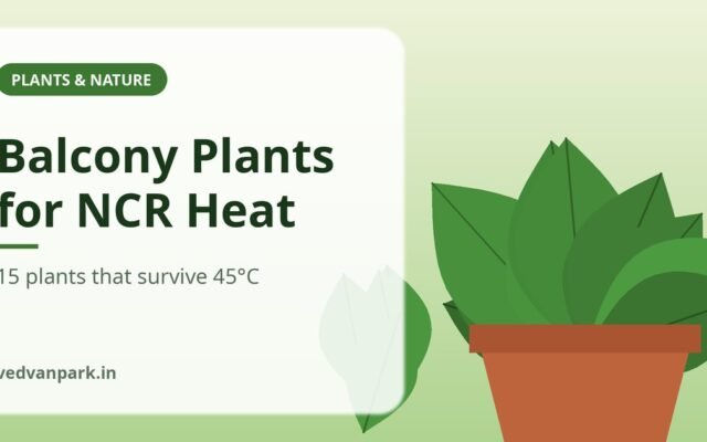 Best Balcony Plants for Delhi NCR Heat: 15 Plants That Survive 45°C (2026 Guide)