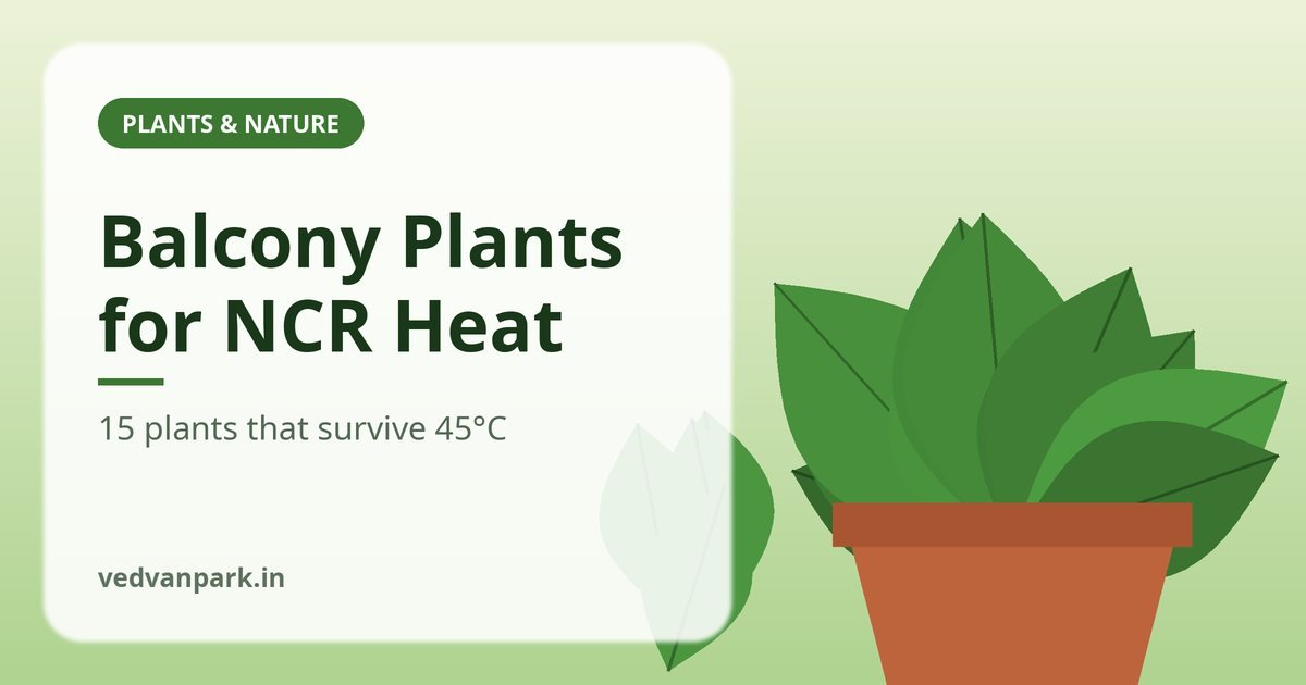 Best balcony plants for Delhi NCR heat including bougainvillea and portulaca in pots