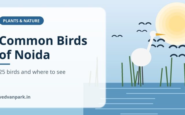 Common Birds of Noida and Delhi NCR: 25 Birds to Identify and Where to See Them (2026)