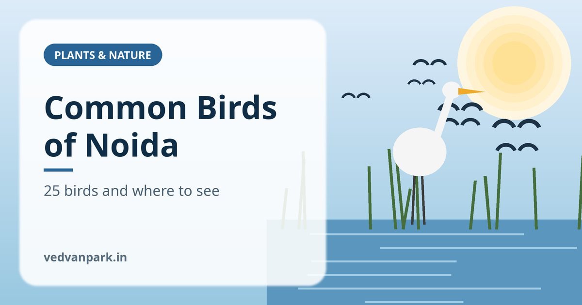 Common birds of Noida including a white-throated kingfisher perched on a branch