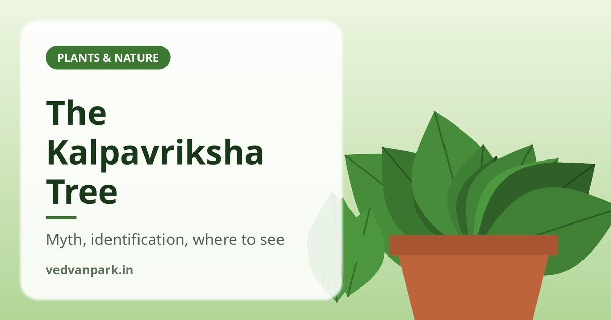 Kalpavriksha Tree: Meaning, Identification and Where to See It in India (2026 Guide)