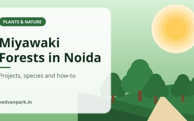 Miyawaki Forests in Noida: Projects, Species and How to Plant One (2026 Update)