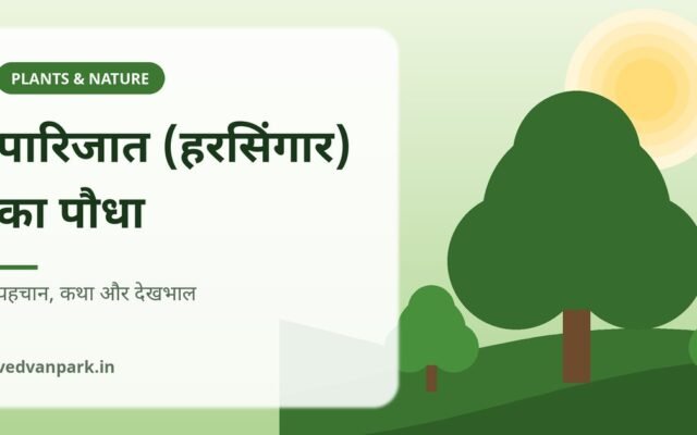 पारिजात (हरसिंगार) का पौधा: पहचान, कथा, लगाने का तरीका और देखभाल (2026)