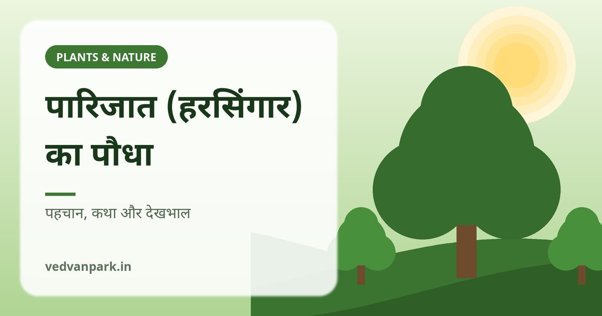 पारिजात हरसिंगार का पौधा — सफ़ेद फूल और नारंगी डंडी