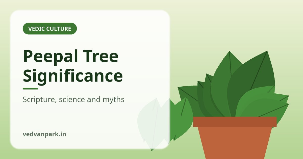 Peepal tree significance shown by a large sacred fig with heart-shaped leaves and threads tied around its trunk