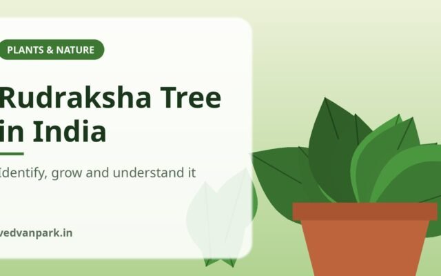 Rudraksha Tree in India: Identification, Where It Grows and Can You Plant One (2026 Guide)
