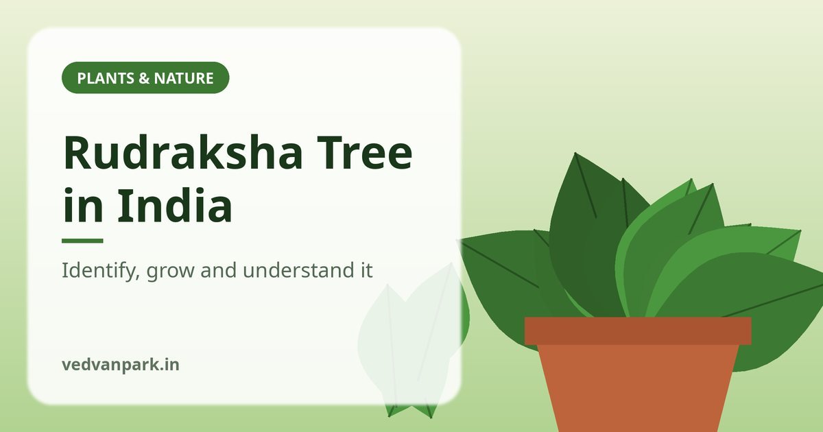 Rudraksha tree in India with bright blue fruits and narrow green leaves