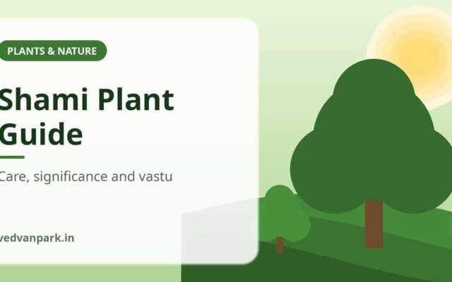 Shami Plant Guide 2026: Identification, Care, Significance and Vastu Beliefs