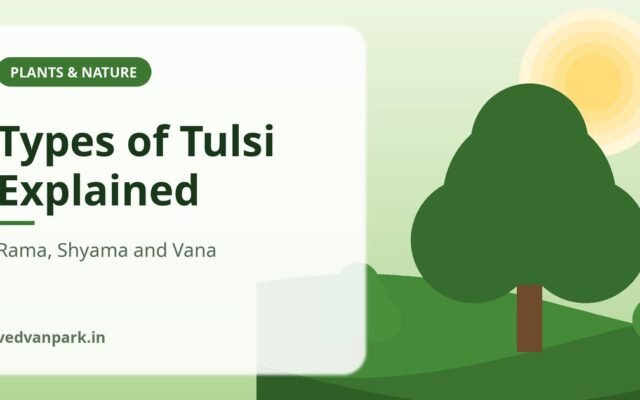 Types of Tulsi: Rama, Shyama (Krishna) and Vana Tulsi Compared – Identification & Care (2026)