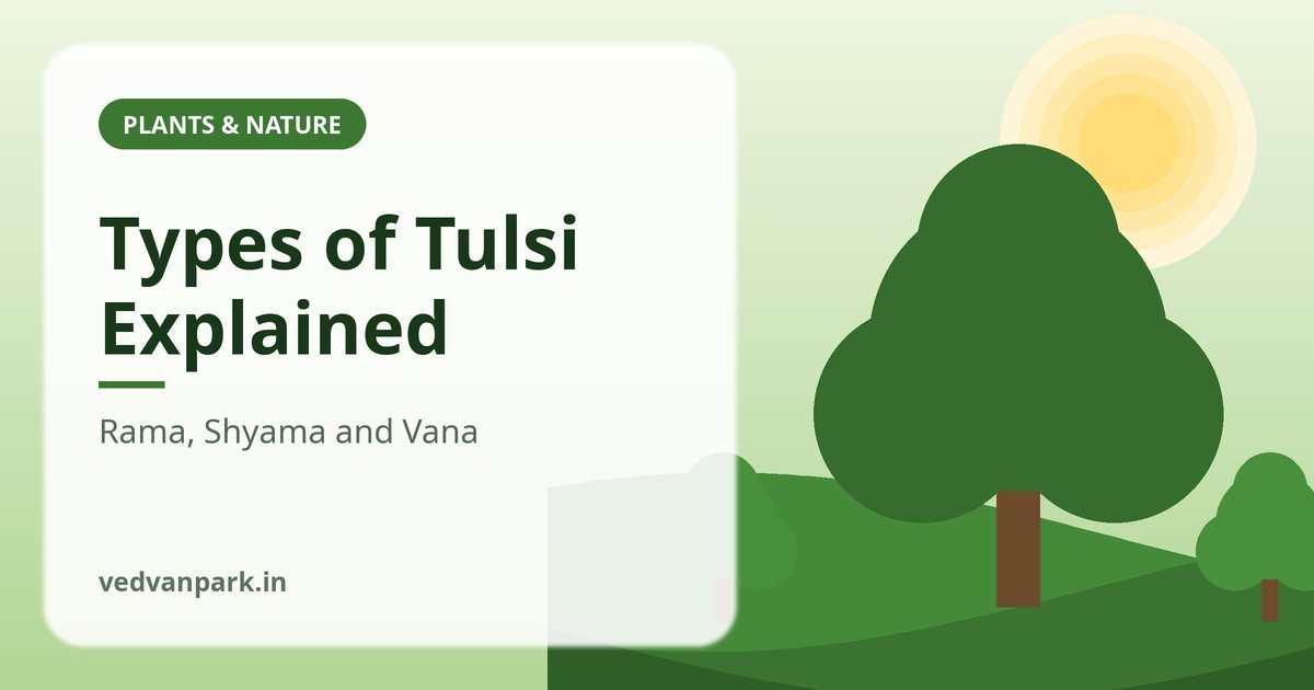 Types of tulsi — green Rama tulsi and purple Shyama tulsi plants side by side